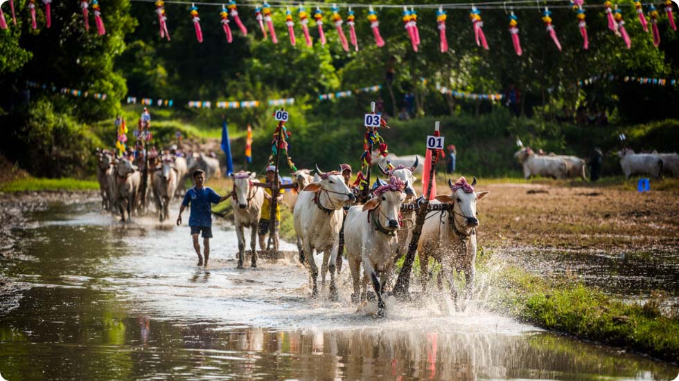 festival de corrida de touros