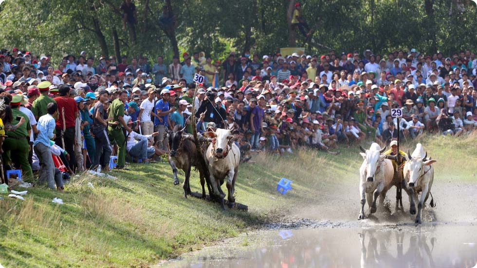 Festival de corrida dos touros