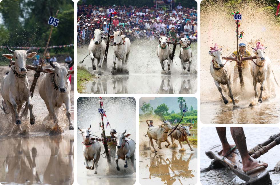Festival de corrida de touros