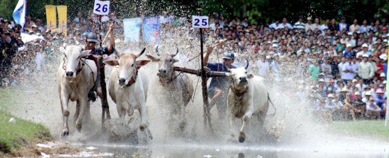 Bull racing